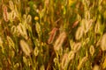 Grass with small flowers in backlight at sunset Royalty Free Stock Photo