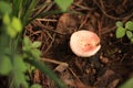 Grass small mushrooms Royalty Free Stock Photo