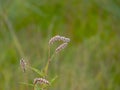 Grass with small pink flower buds isolated Royalty Free Stock Photo