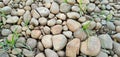 grass with small stones