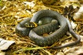 Grass-snake Royalty Free Stock Photo