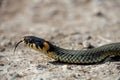 The grass snake Royalty Free Stock Photo