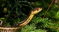 Grass Snake Royalty Free Stock Photo