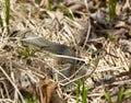 Grass snake Royalty Free Stock Photo
