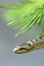 Grass snake Royalty Free Stock Photo