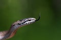 Grass-snake Royalty Free Stock Photo