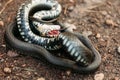 Grass-snake, Adder In Early Spring