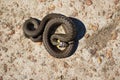 Grass snake basking in the sun. Natrix natrix. Royalty Free Stock Photo