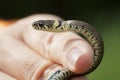 Grass Snake Royalty Free Stock Photo