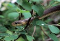 Grass snake in the bush Royalty Free Stock Photo
