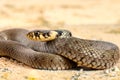 Grass snake close up Royalty Free Stock Photo