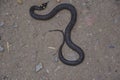 Grass snake, crawling along the ground. Non-poisonous snake. Frightened by the Grass snake