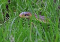 Grass snake in the field Royalty Free Stock Photo