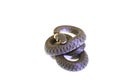 Grass Snake curl Royalty Free Stock Photo