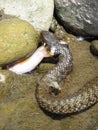 Grass snake eating a fish