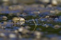 Grass snake eating a fish in a shallow pond