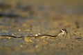 Grass snake eating a fish in a shallow pond