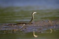 Grass snake eating a fish in a shallow pond