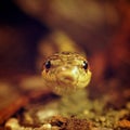 Grass snake (Elaphe Dione) watching from the shelter