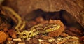 Grass snake (Elaphe Dione) watching from the shelter