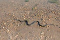 Grass snake, European non-poisonous snake in natural habitat Royalty Free Stock Photo