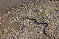 Grass snake, European non-poisonous snake in natural habitat