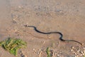 Grass snake, European non-poisonous snake in natural habitat Royalty Free Stock Photo