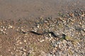 Grass snake, European non-poisonous snake in natural habitat