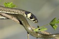 Grass snake in forest background / Natrix natrix Royalty Free Stock Photo