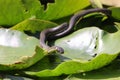 Grass snake, grass snake (Natrix natrix), on lily pad, Germany Royalty Free Stock Photo