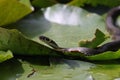 Grass snake, grass snake (Natrix natrix), on lily pad, Germany Royalty Free Stock Photo