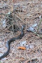 Grass Snake on the ground in a pine forest in the early spring Royalty Free Stock Photo