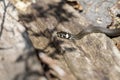 Grass Snake - hunting - macro Royalty Free Stock Photo