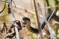 Grass snake hunts in the reeds on the river bank.