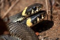 Grass snake, lat. Natrix Natrix. Snakes, the first day of activity after hibernation. Natural habitat