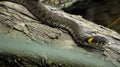 Grass snake on a log in the water. Ringed snake. Water snake. Reptile. Reptilian. Royalty Free Stock Photo