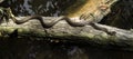 Grass snake on a log in the water. Ringed snake. Water snake. Reptile. Reptilian. Royalty Free Stock Photo