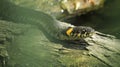 Grass snake on a log in the water. Ringed snake. Water snake. Reptile. Reptilian. Royalty Free Stock Photo