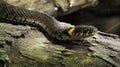Grass snake on a log in the water. Ringed snake. Water snake. Reptile. Reptilian. Royalty Free Stock Photo