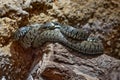 Grass snake, Natrix Natrix, close-up potrait in nature habitat. Viper in Sumava NP, Czech Republic in Europe. Wildlife nature