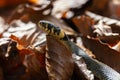 Grass snake, natrix natrix hiding in leaf from side. Animal reptile background Royalty Free Stock Photo
