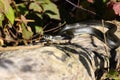 Grass Snake - Natrix natrix Royalty Free Stock Photo