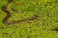 Grass snake (Natrix natrix) Royalty Free Stock Photo