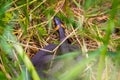 Grass Snake Or Natrix Natrix Adder Raising Head Defensiveness In Forest Early Spring Royalty Free Stock Photo