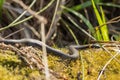 The grass snake Natrix Natrix basking in the sun. Royalty Free Stock Photo