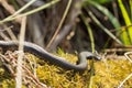 The grass snake Natrix Natrix basking in the sun. Royalty Free Stock Photo