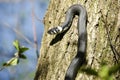 Grass snake, Natrix Natrix Royalty Free Stock Photo