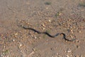 Grass snake, European non-poisonous snake in natural habitat Royalty Free Stock Photo