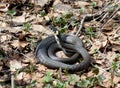 Grass Snake (Natrix natrix) in forest early spring Royalty Free Stock Photo