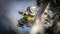 The grass snake Natrix natrix, The grass snake swims in the water, fishing for fish Royalty Free Stock Photo